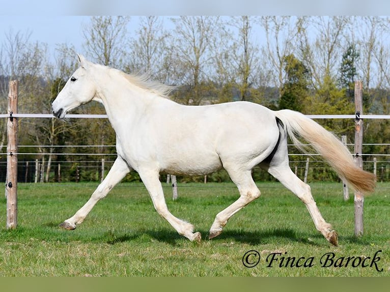Andaluso Giumenta 19 Anni 160 cm Grigio in Wiebelsheim