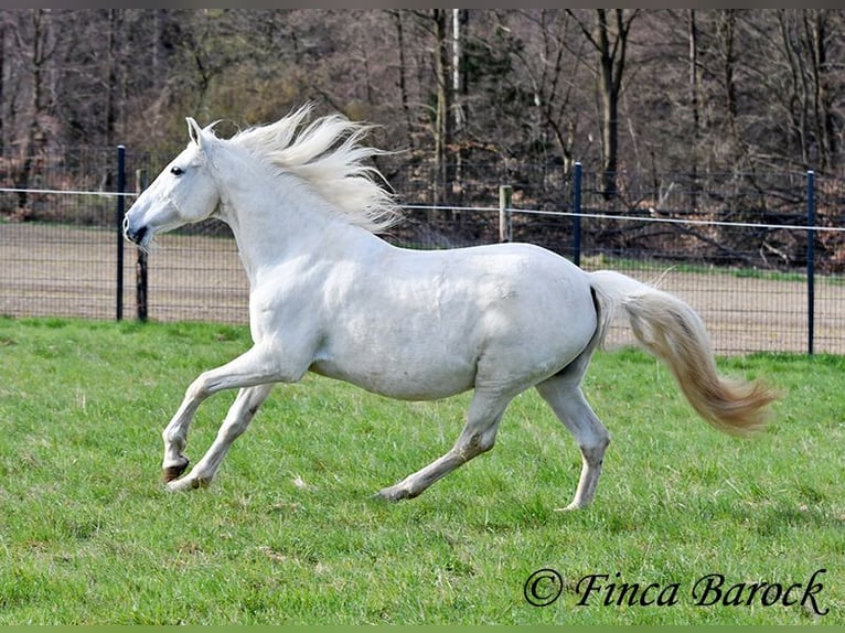 Andaluso Giumenta 19 Anni 160 cm Grigio in Wiebelsheim