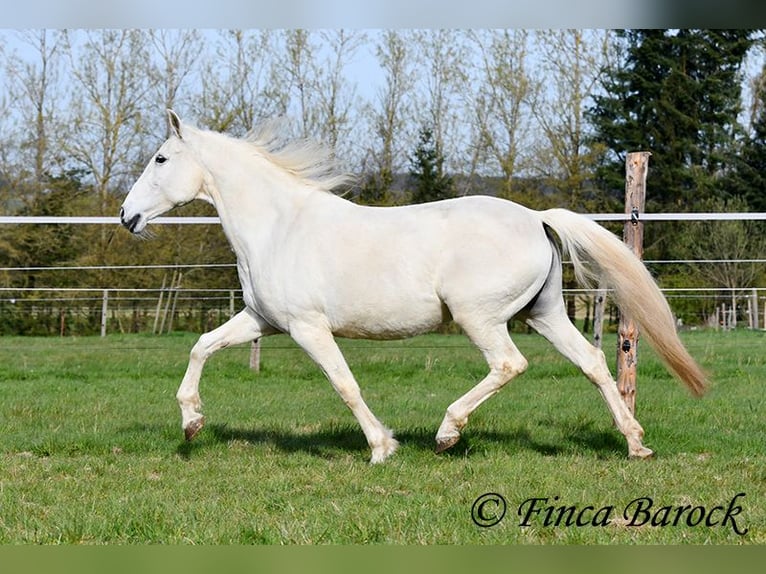 Andaluso Giumenta 19 Anni 160 cm Grigio in Wiebelsheim