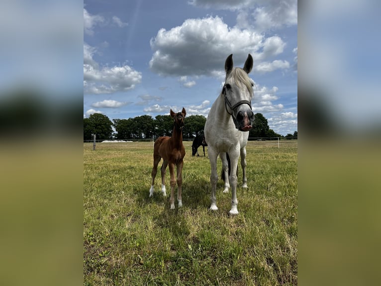 Andaluso Mix Giumenta 19 Anni 168 cm Grigio in Neuenhagen bei Berlin
