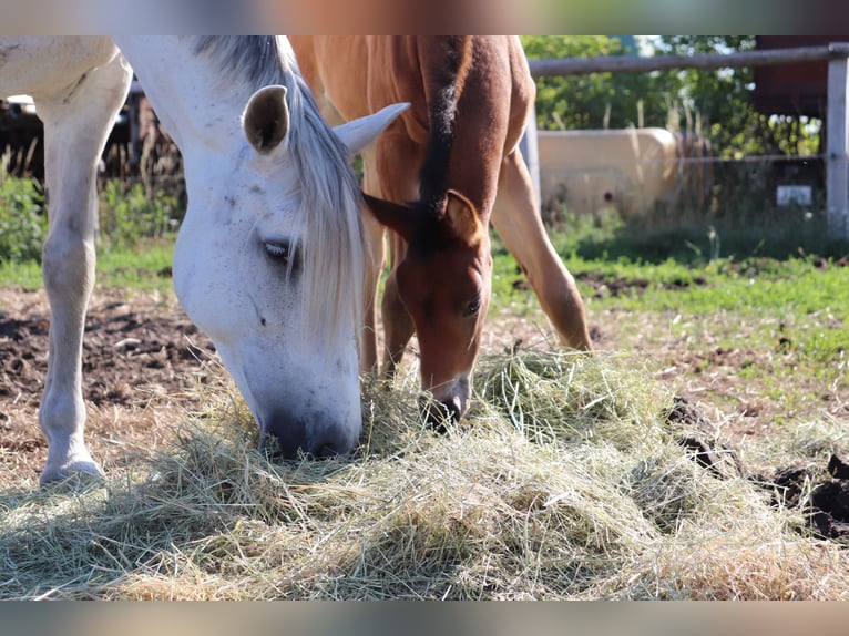 Andaluso Mix Giumenta 19 Anni 168 cm Grigio in Neuenhagen bei Berlin