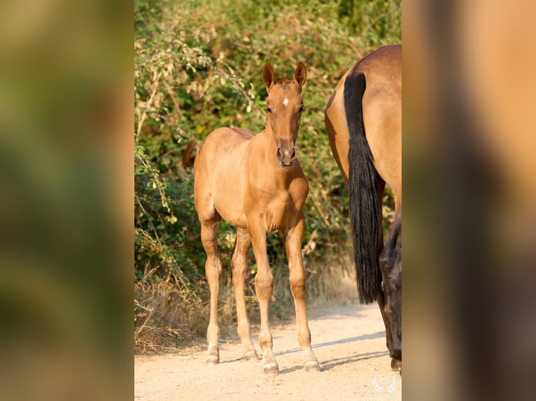 Andaluso Giumenta 1 Anno 145 cm Sauro in Navalperal De Pinares