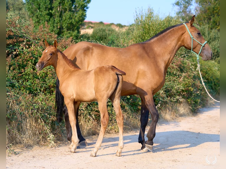 Andaluso Giumenta 1 Anno 145 cm Sauro in Navalperal De Pinares