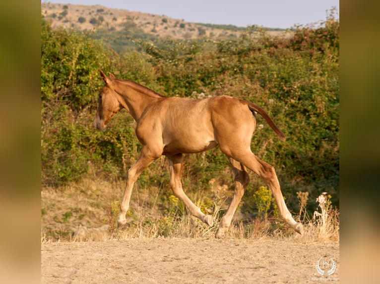 Andaluso Giumenta 1 Anno 145 cm Sauro in Navalperal De Pinares