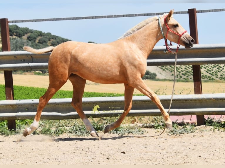 Andaluso Giumenta 1 Anno 147 cm Palomino in Provinz Cordoba