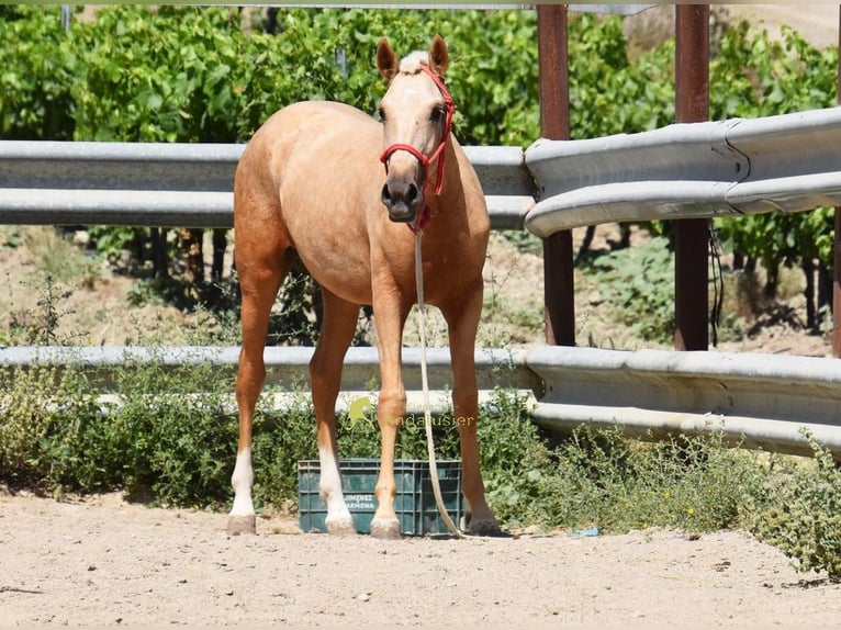 Andaluso Giumenta 1 Anno 147 cm Palomino in Provinz Cordoba