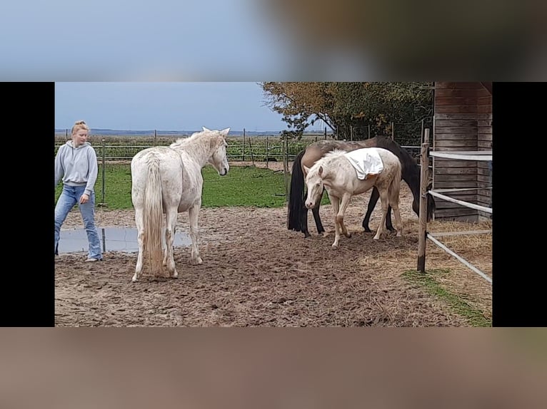 Andaluso Mix Giumenta 1 Anno 150 cm Cremello in Emmer-Compascuum