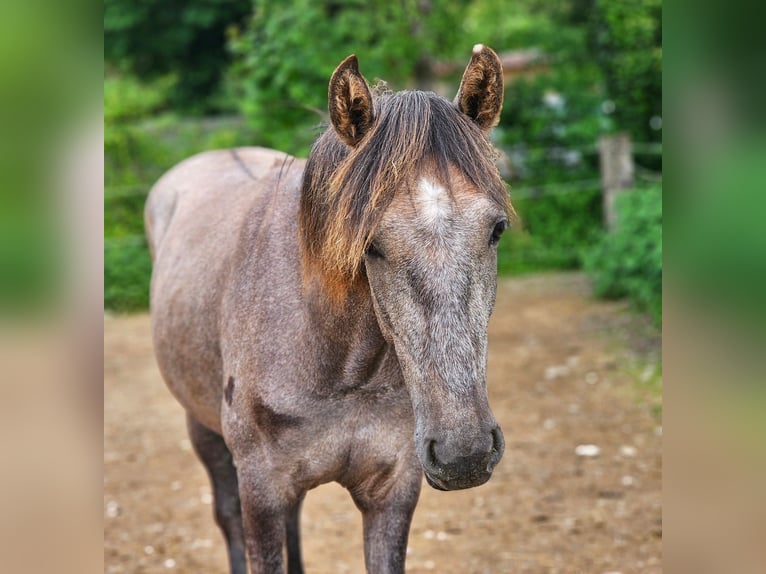 Andaluso Giumenta 1 Anno 150 cm Grigio rossastro in Puchheim