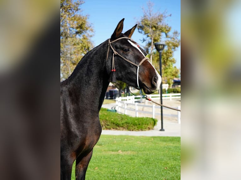 Andaluso Giumenta 1 Anno 152 cm Morello in Corona, CA