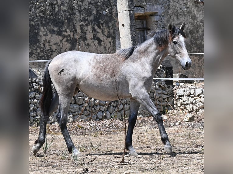 Andaluso Giumenta 1 Anno 155 cm Grigio in Mallorca
