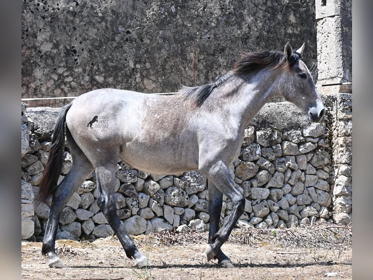 Andaluso Giumenta 1 Anno 155 cm Grigio in Mallorca