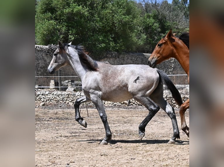 Andaluso Giumenta 1 Anno 155 cm Grigio in Mallorca