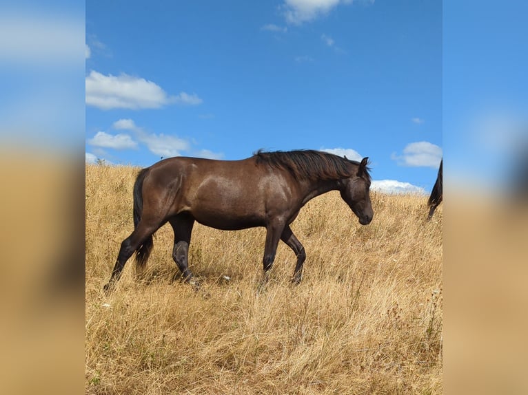Andaluso Giumenta 1 Anno 155 cm Morello in Rerik OT Russow