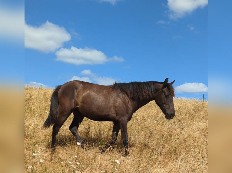Andaluso Giumenta 1 Anno 155 cm Morello in Rerik OT Russow