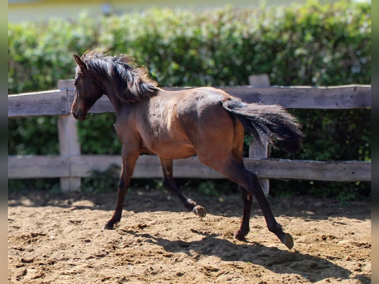 Andaluso Giumenta 1 Anno 162 cm Baio in Rerik