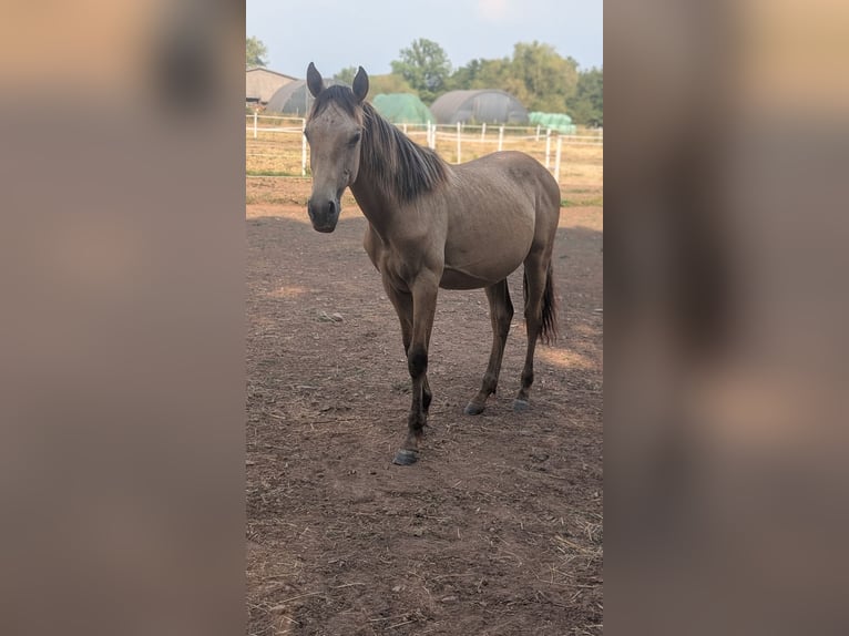 Andaluso Giumenta 1 Anno 165 cm Pelle di daino in Standenbühl