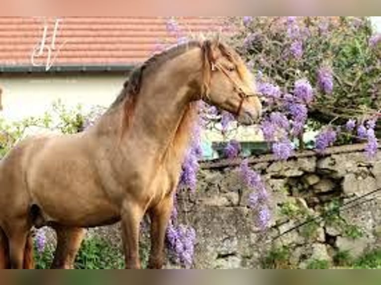 Andaluso Giumenta 1 Anno in Loye sur Arnon