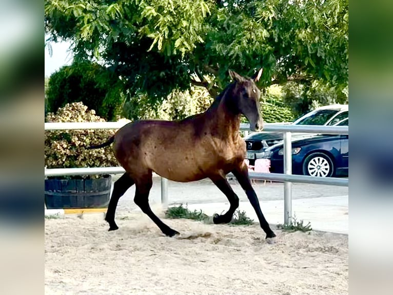Andaluso Giumenta 1 Anno Morello in Lebrija