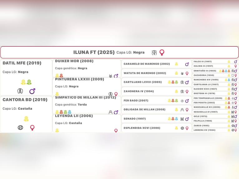 Andaluso Giumenta 1 Anno Morello in Lebrija
