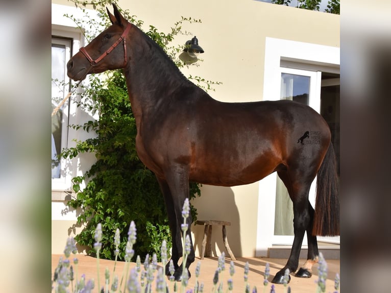 Andaluso Giumenta 20 Anni 158 cm Baio in Menorca