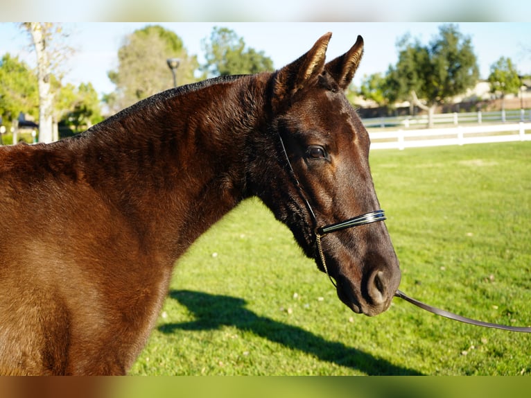 Andaluso Giumenta 2 Anni 142 cm Baio ciliegia in Corona, CA