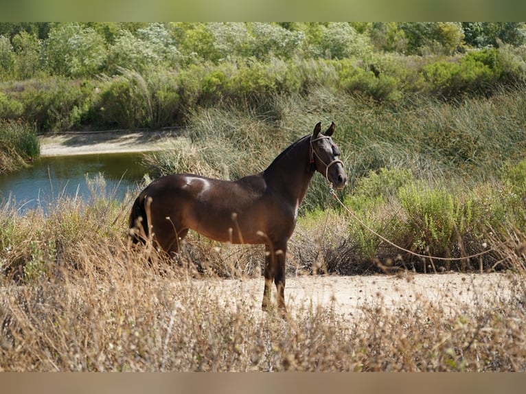 Andaluso Giumenta 2 Anni 142 cm Baio ciliegia in Corona, CA