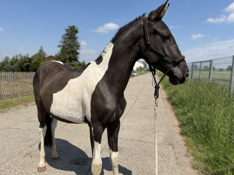 Andaluso Giumenta 2 Anni 148 cm Tobiano-tutti i colori in Ballenstedt