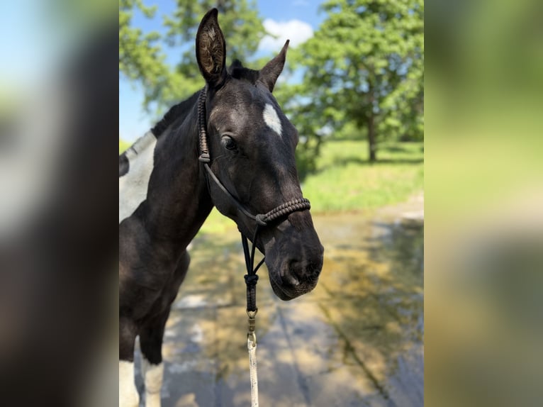 Andaluso Giumenta 2 Anni 148 cm Tobiano-tutti i colori in Ballenstedt