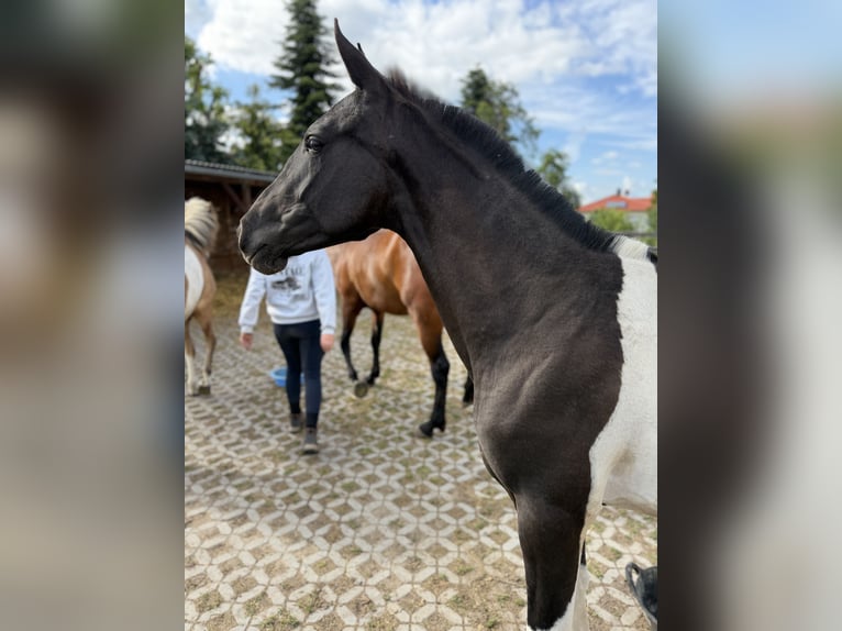 Andaluso Giumenta 2 Anni 148 cm Tobiano-tutti i colori in Ballenstedt