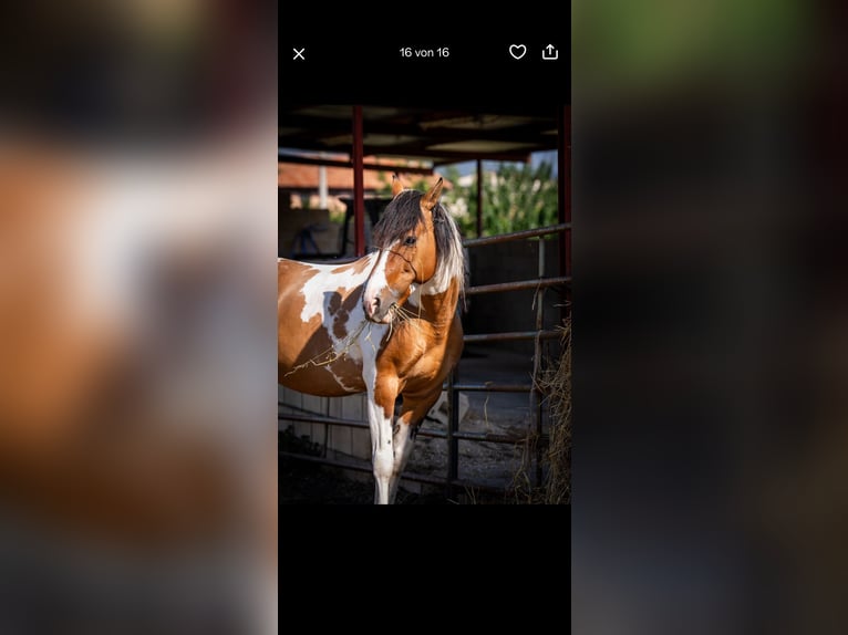 Andaluso Giumenta 2 Anni 148 cm Tobiano-tutti i colori in Ballenstedt