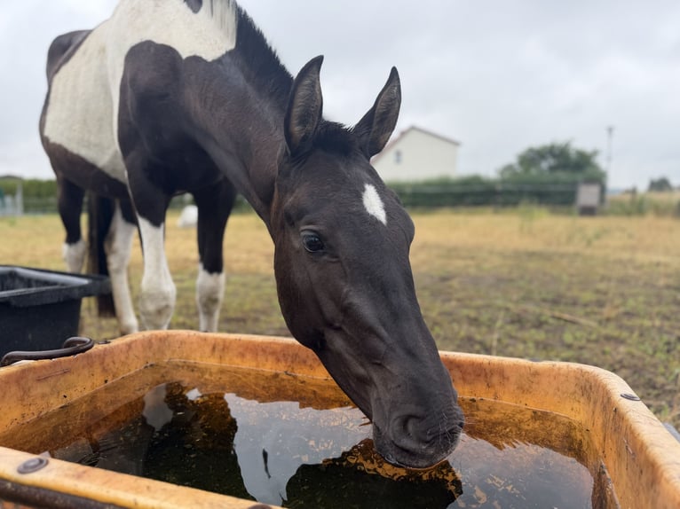 Andaluso Giumenta 2 Anni 148 cm Tobiano-tutti i colori in Ballenstedt