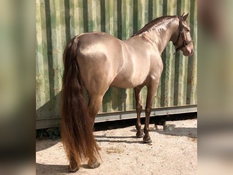 Andaluso Giumenta 2 Anni 150 cm Baio ciliegia in Alicante/Alacant