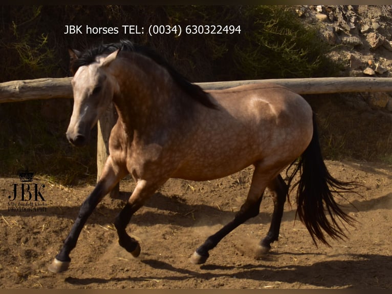 Andaluso Giumenta 2 Anni 157 cm Falbo in Tabernas