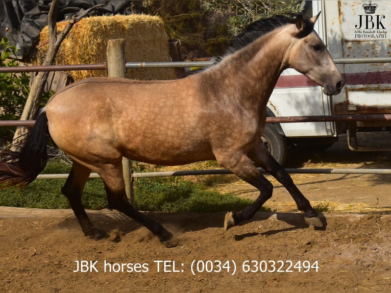 Andaluso Giumenta 2 Anni 157 cm Falbo in Tabernas