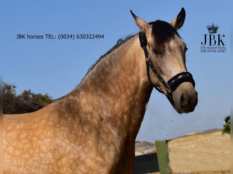 Andaluso Giumenta 2 Anni 157 cm Falbo in Tabernas