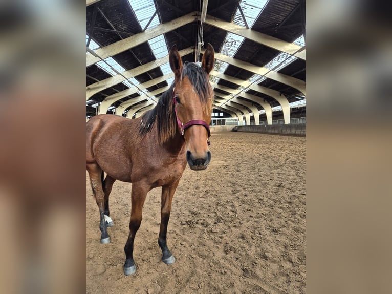 Andaluso Mix Giumenta 2 Anni 162 cm Baio in Renswoude