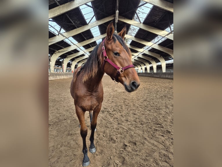 Andaluso Mix Giumenta 2 Anni 162 cm Baio in Renswoude