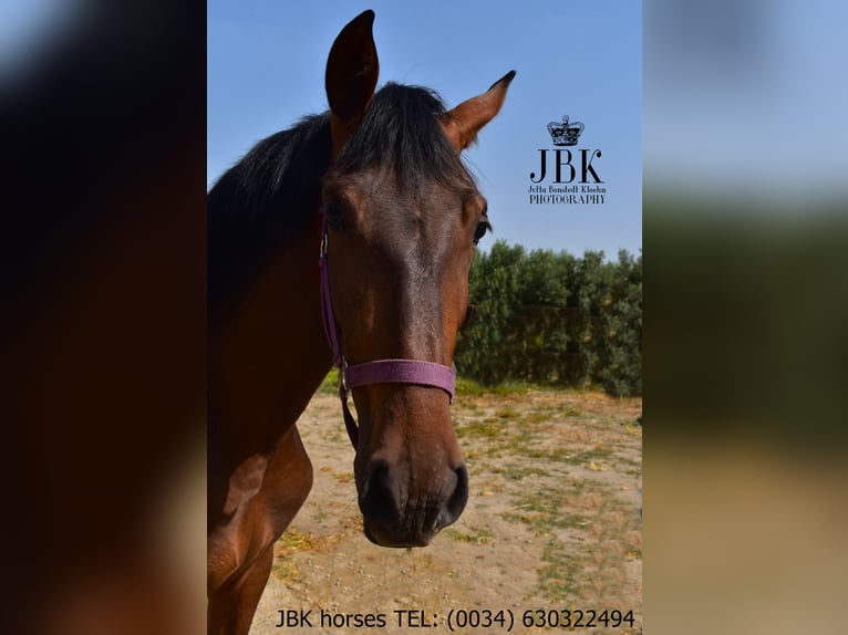 Andaluso Giumenta 2 Anni 164 cm Baio in Tabernas Almeria