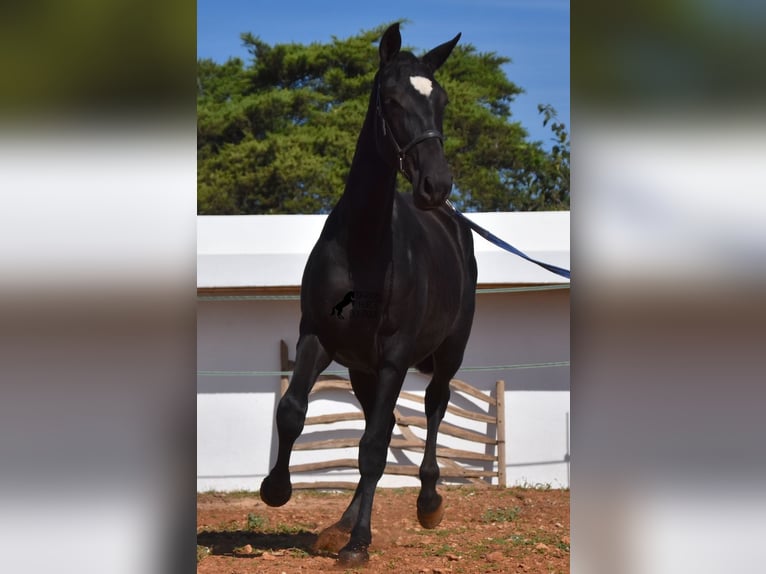 Andaluso Giumenta 2 Anni 165 cm Morello in Menorca