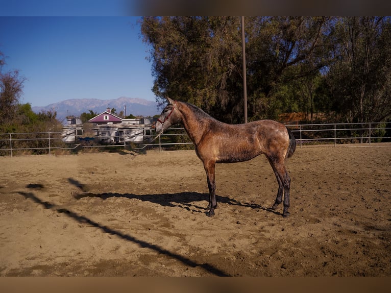 Andaluso Giumenta 2 Anni Grigio in Norco