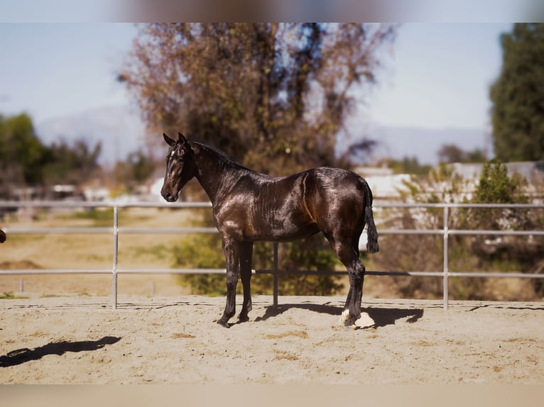 Andaluso Giumenta 2 Anni Morello in Norco