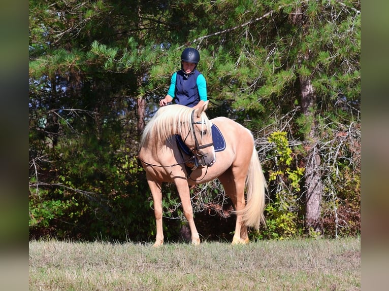 Andaluso Giumenta 3 Anni 150 cm Palomino in Saint-Pierre-d'Aubézies