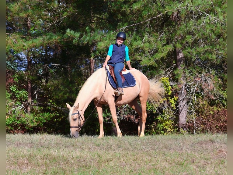 Andaluso Giumenta 3 Anni 150 cm Palomino in Saint-Pierre-d'Aubézies