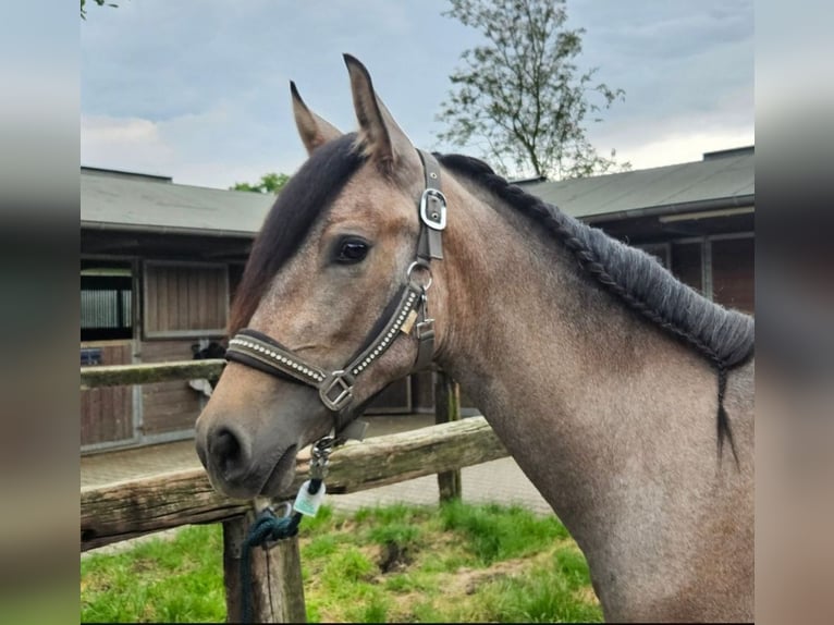 Andaluso Giumenta 3 Anni 155 cm Falbo baio in Wachtendonk