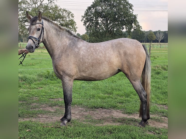 Andaluso Giumenta 3 Anni 155 cm Falbo baio in Wachtendonk