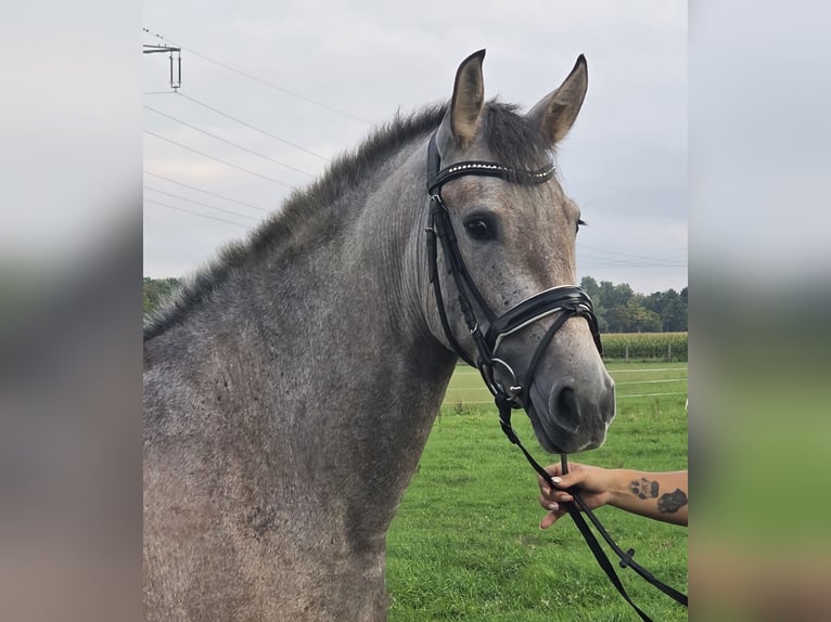 Andaluso Giumenta 3 Anni 155 cm Falbo baio in Wachtendonk