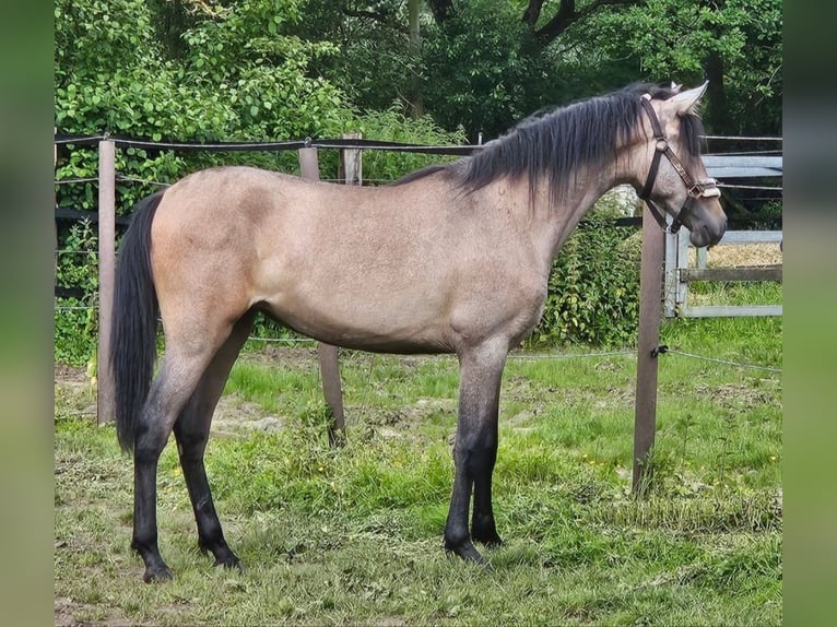 Andaluso Giumenta 3 Anni 155 cm Falbo baio in Wachtendonk