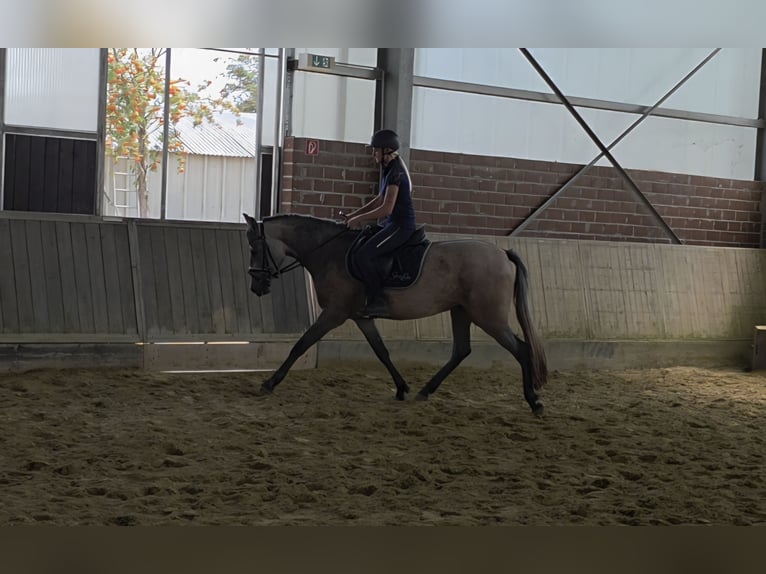 Andaluso Giumenta 3 Anni 155 cm Falbo baio in Wachtendonk