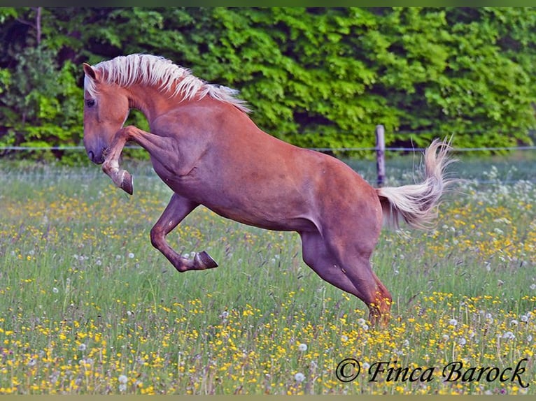 Andaluso Giumenta 3 Anni 157 cm Palomino in Wiebelsheim