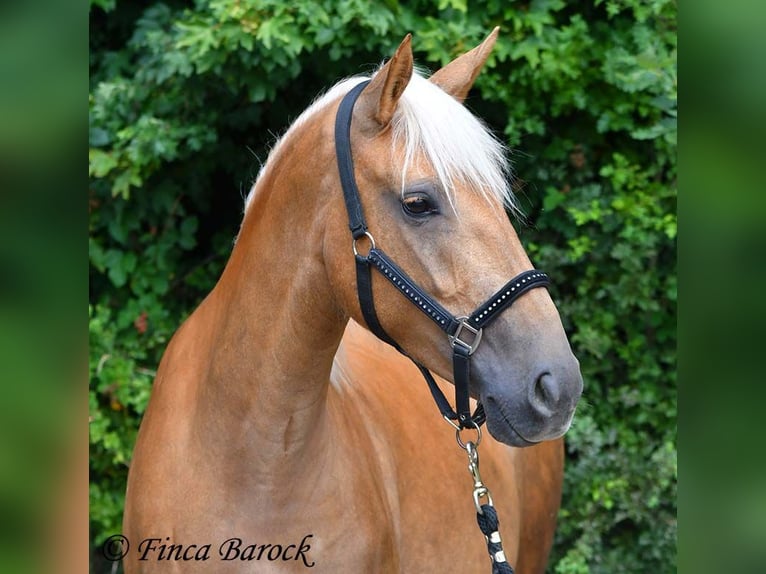 Andaluso Giumenta 3 Anni 157 cm Palomino in Wiebelsheim